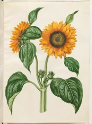 Helianthus annuus (vanlig solros)