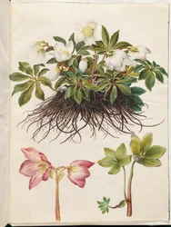 Helleborus niger (vanlig julros)