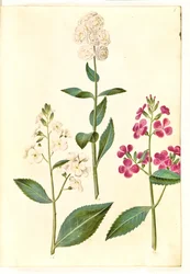 Hesperis matronalis (vanlig kvällsstjärna)