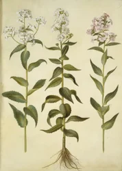 Hesperis matronalis (vanlig kvällsstjärna)