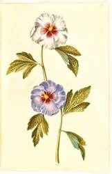 Hibiscus syriacus (syrisk ros)
