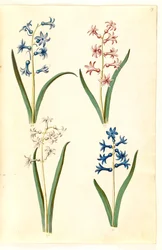 Orientalisk hyacint (Almindelig hyacint)