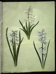Orientalisk hyacint (Almindelig hyacint)