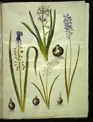 Orientalisk hyacint (almindelig hyacint); Muscari comosum (duskhyacint); Brimeura amethystina (pyrenisk blå)
