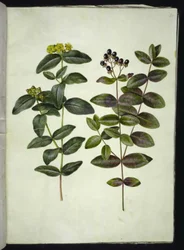 Hypericum androsaemum (Johannesört av bär)
