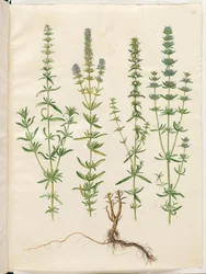 Hyssopus officinalis (äkta isop)