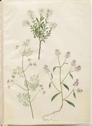 Iberis sempervirens (snökudde); Coriandrum sativum (vanlig koriander); Iberis amara (bitter rosettblomma)