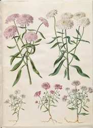 Iberis umbellata (skärmbågeblomma); Iberis amara (bitter rosettblomma)