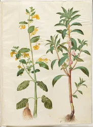 Impatiens noli-tangere (vårbalsam); Impatiens balsamina (har balsam)