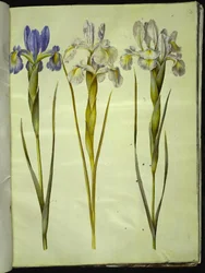 Iris latifolia (engelsk iris)