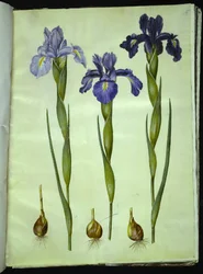 Iris latifolia (engelsk iris)