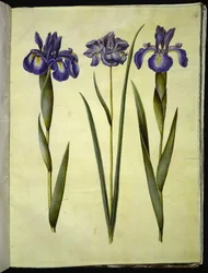 Iris latifolia (engelsk iris); Iris sibirica (sibirisk iris)