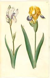 Blek iris (bleg iris); broget iris (broget iris)