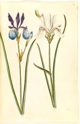 Iris sibirica (sibirisk iris)