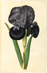 Iris susiana (sörjande iris)
