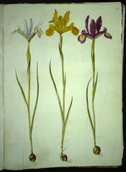 Iris xiphium (spansk iris)
