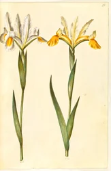 Iris xiphium, ev Iris latifolia (?) (spansk iris eller engelsk iris)