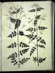 Jasminum officinale (Jasmine)