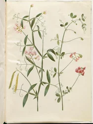 Lathyrus sylvestris (skogsplatta); Lathyrus tuberosus (platta knölskida)