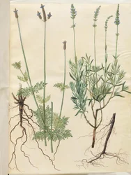 Lavandula multifida (spik lavendel); Lavandula angustifolia (äkta lavendel)