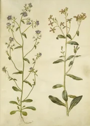 Legousia Venus-spegel (ægte venuspejl); ledsen hesperis (natviol)