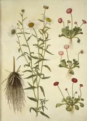Leucanthemum vulgare (vit tjuröga); Bellis perennis (vanlig tusensköna)