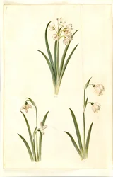 Leucojum aestivum (sommarplommon); Galanthus nivalis (vanlig snödroppe); Leucojum vernum (Dorotea lilja)