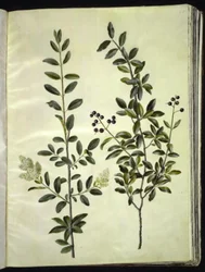 Ligustrum vulgare (vanlig liguster)