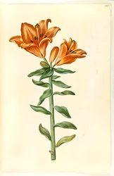 Lilium bulbiferum (eldlilja)