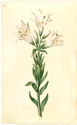 vit lilja (madonna-lilje)