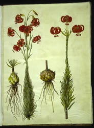 Kalcedonlilja (röd turbanlilje)