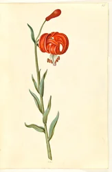 Kalcedonlilja (röd turbanlilje)