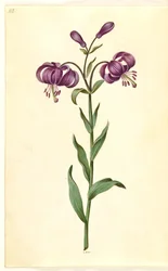 Lilium martagon (kranslilja)