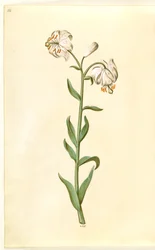 Lilium martagon (kranslilja)