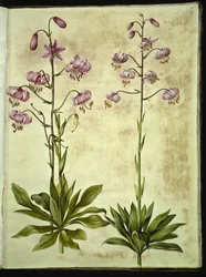 Lilium martagon (kranslilja)