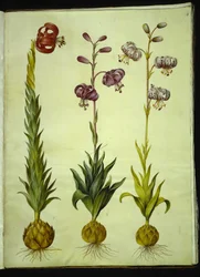 Lily pomponium (pompon-lilje); Martagon lily (krans-lilje)