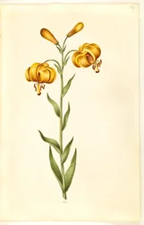 Lilium pyrenaicum (pyrenisk lilja)