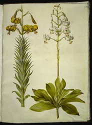 Lilium pyrenaicum (Pyrenean lilja); Lilium martagon (kranslilja)
