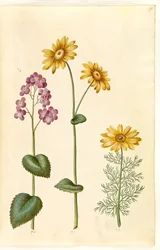 Månväxter (judaspenge); Doronicum pardalianches (hjertebladet gemserod); Vernal Adonis (vår-adonis)