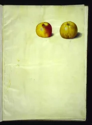Malus domestica (vanligt äpple)