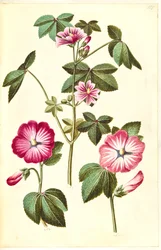 Malva sylvestris (vanlig kattost); Lavatera trimestris (mamelukmask)