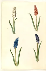 Muscari botryoides (vanlig pärlhyacint)