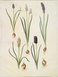 Muscari botryoides (almindelig perlehyacint); Muscari racemosum (muskat-perlehyacint); Muscari försummat