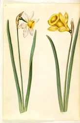 Narcissus ×incomparabilis (trädgårdsnarcisser); Narcissus pseudonarcissus (påsklilja)