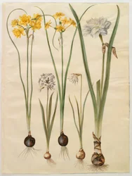 Narcissus jonquilla (siv-narcis); Narcissus tazetta (tazet); Narcissus pseudonarcissus moschatus (mysk-narcissus); poetisk narcissus (pinselilje)