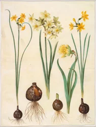 Narcissus jonquilla (rus-narciss); Narcissus tazetta aureus (guld-tazet); Narcissus pseudonarcissus bicolor (tvåfärgad påsklilja)