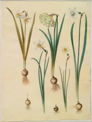 Narcissus ×mediluteus (toblomstret narcissus); Narcissus pseudonarcissus; Narcissus (narcissus); Poetisk narcissus (pinselilje); Narcissus × tunnare