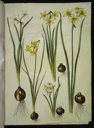 Poetisk narcissus (pinselilje); Narcissus triandrus (orkidé-narcissus); Narcissus ×mediluteus (toblomstret narcissus)