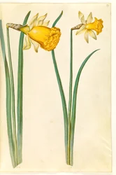 Narcissus pseudonarcissus (påsklilja)