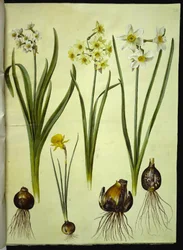 Narcissus tazetta (tazet); Narcissus ×medioluteus (toblomstret narcis); Narcissus bulbocodium (krinolin-narcis)